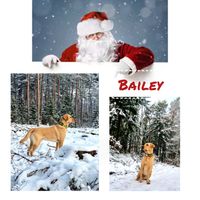 Bailey ❤️