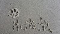 Deine Spuren im Sand 🐾🐾